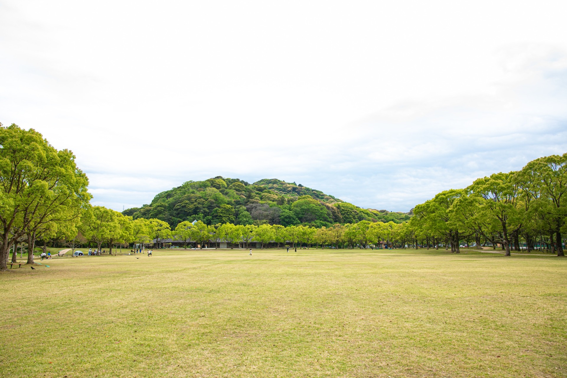 山田緑地 芝生広場。開放的な緑の広がりが気持ちいい