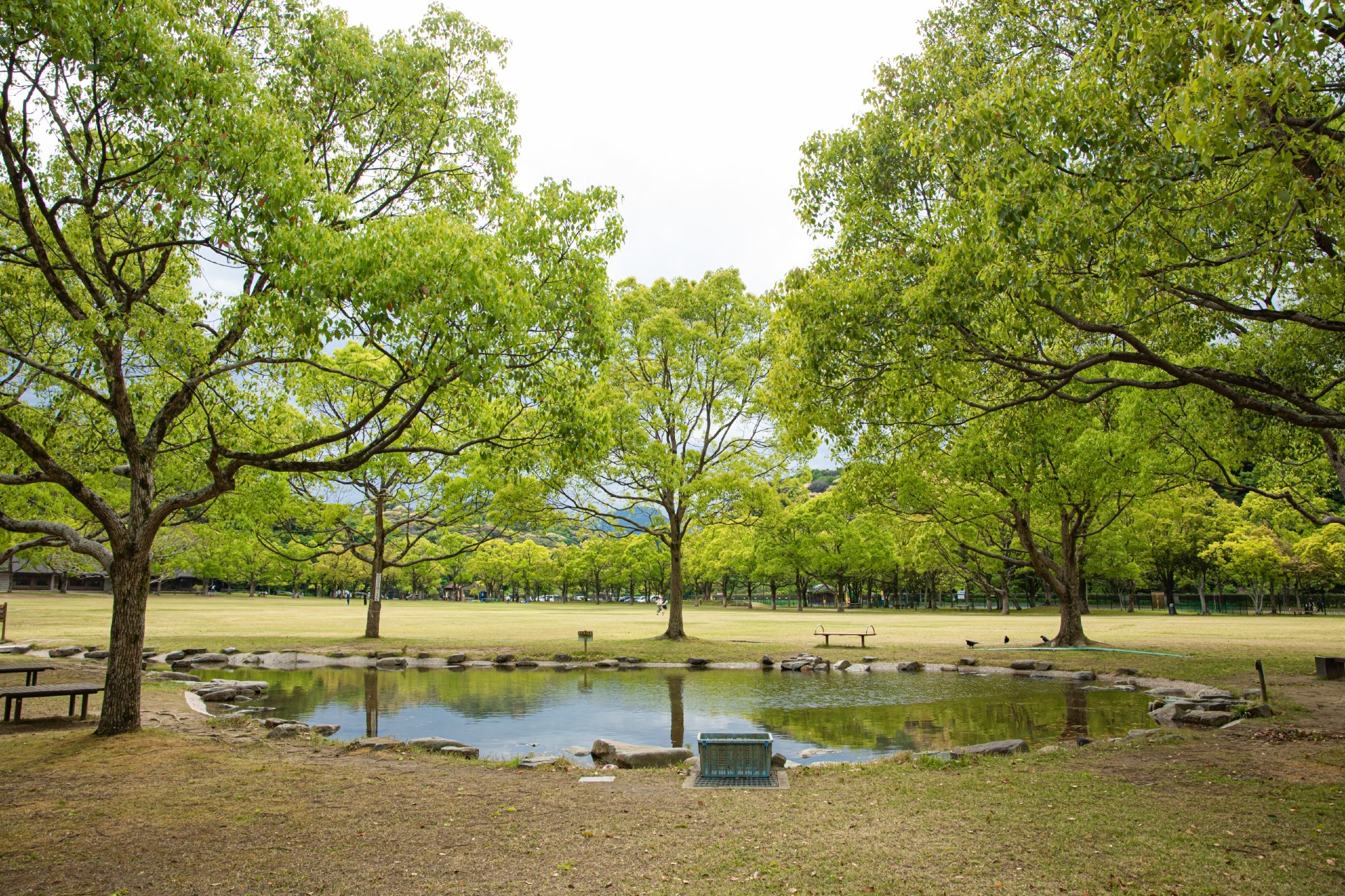 山田緑地 せせらぎ。浅い水路で水遊びが楽しめる